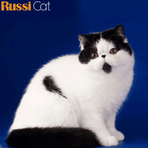 Mèo Exotic Nhập Nga, Đực, 6 Tháng - EXO02