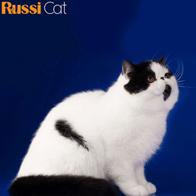 Mèo Exotic Nhập Nga, Đực, 6 Tháng - EXO02