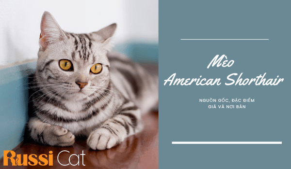 MÈO AMERICAN SHORTHAIR – NGUỒN GỐC, ĐẶC ĐIỂM, GIÁ VÀ NƠI BÁN