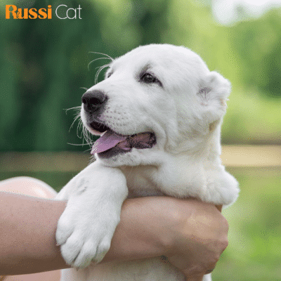 Chó Alabai Nhập Nga, 3 Tháng - ALB03