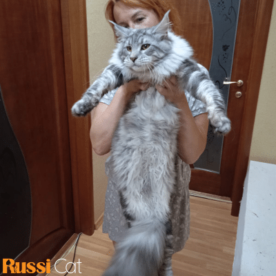 Mèo Maine Coon Nhập Nga
