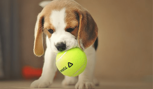 CHÓ BEAGLE – NGUỒN GỐC, ĐẶC ĐIỂM, GIÁ VÀ NƠI BÁN