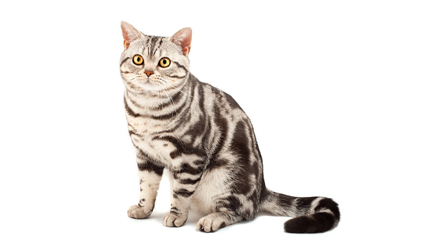 MÈO AMERICAN SHORTHAIR – NGUỒN GỐC, ĐẶC ĐIỂM, GIÁ VÀ NƠI BÁN