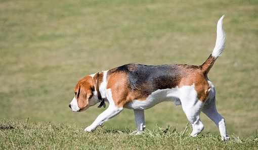 CHÓ BEAGLE – NGUỒN GỐC, ĐẶC ĐIỂM, GIÁ VÀ NƠI BÁN