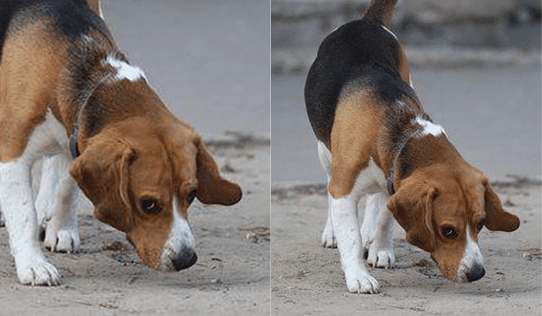 CHÓ BEAGLE – NGUỒN GỐC, ĐẶC ĐIỂM, GIÁ VÀ NƠI BÁN