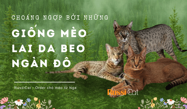 Giống mèo lai da beo ngàn đô