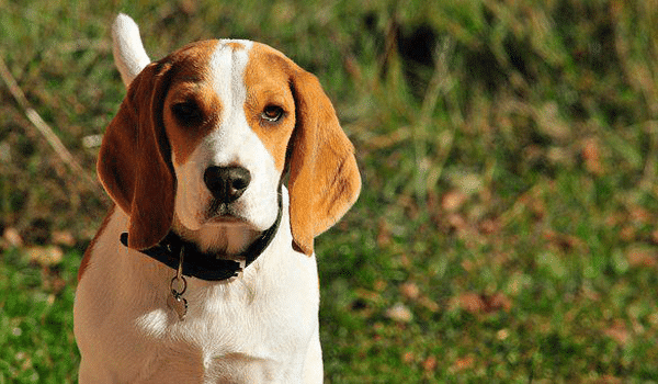 CHÓ BEAGLE – NGUỒN GỐC, ĐẶC ĐIỂM, GIÁ VÀ NƠI BÁN