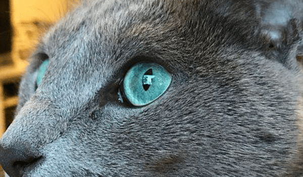 MÈO RUSSIAN BLUE – NGUỒN GỐC, ĐẶC ĐIỂM, NƠI VÀ GIÁ BÁN