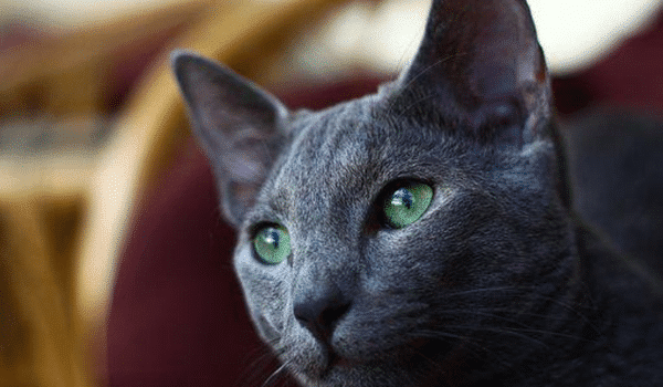 MÈO RUSSIAN BLUE – NGUỒN GỐC, ĐẶC ĐIỂM, NƠI VÀ GIÁ BÁN