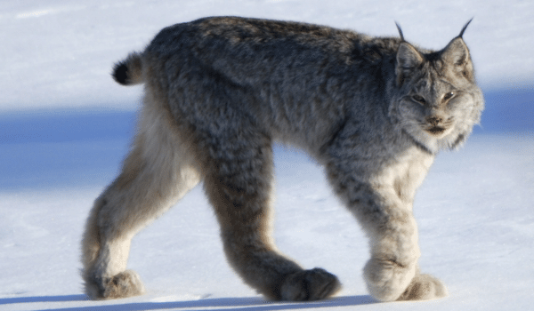 linh miêu canada lynx