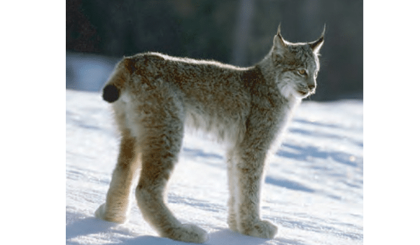 linh miêu canada lynx