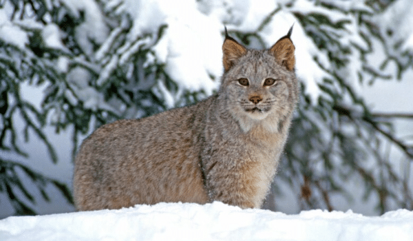 linh miêu canada lynx