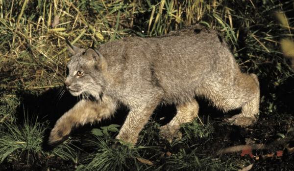 linh miêu canada lynx