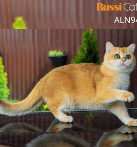 mèo Anh nhập Nga, ny12
