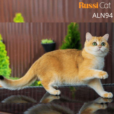 mèo Anh nhập Nga, ny12