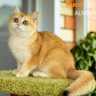 mèo Anh nhập Nga, ny12