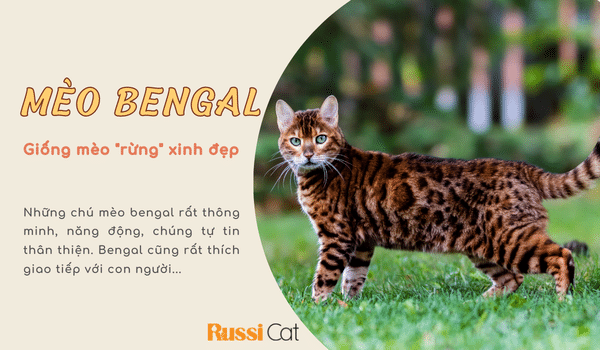 Mèo Bengal với bộ lông sặc sỡ và đôi mắt xanh ngọc sẽ khiến trái tim bạn tan chảy. Hãy xem ảnh này để chiêm ngưỡng vẻ đẹp khác lạ của loài mèo này.