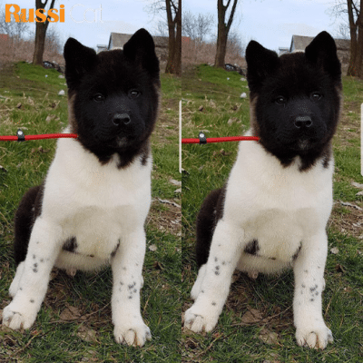 Chó Akita Mỹ Nhập Nga, 3 Tháng – AA06