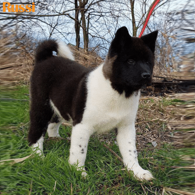 Chó Akita Mỹ Nhập Nga, 3 Tháng – AA06