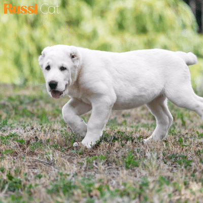 Chó Alabai Nhập Nga, 3 Tháng - ALB03