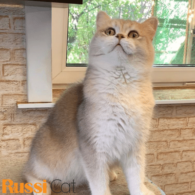 Mèo Blue Golden Ay12, Đực – ALN93