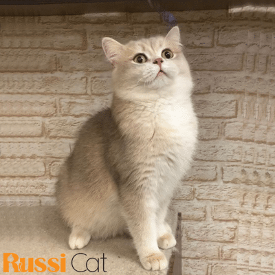 Mèo Blue Golden Ay12, Đực – ALN93