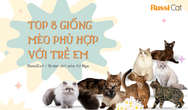 top 8 giống mèo phù hợp với trẻ em