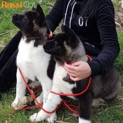 Chó Akita Mỹ Nhập Nga, 3 Tháng – AA06