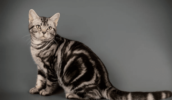 MÈO AMERICAN SHORTHAIR – NGUỒN GỐC, ĐẶC ĐIỂM, GIÁ VÀ NƠI BÁN