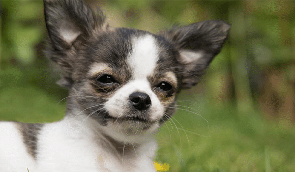 CHÓ CHIHUAHUA – NGUỒN GỐC, ĐẶC ĐIỂM, GIÁ VÀ NƠI BÁN