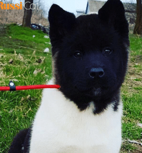 Chó Akita Mỹ Nhập Nga, 3 Tháng – AA06