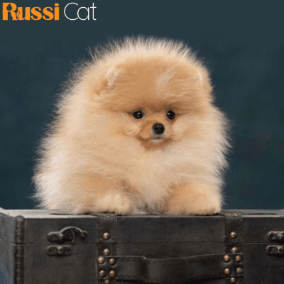 Phốc Sóc Nhập Nga, 4 Tháng, Cái – PS27