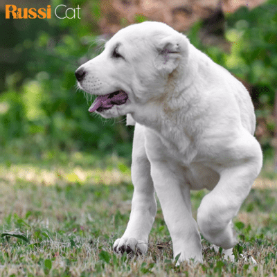 Chó Alabai Nhập Nga, 3 Tháng - ALB03