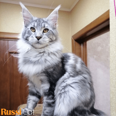 Mèo Maine Coon Nhập Nga