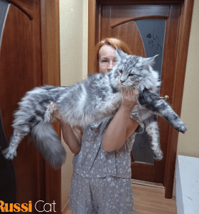 Mèo Maine Coon Nhập Nga