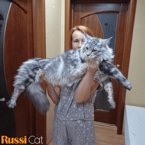 Mèo Maine Coon Nhập Nga