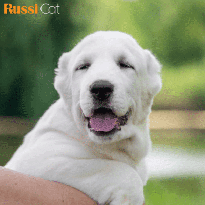 Chó Alabai Nhập Nga, 3 Tháng - ALB03