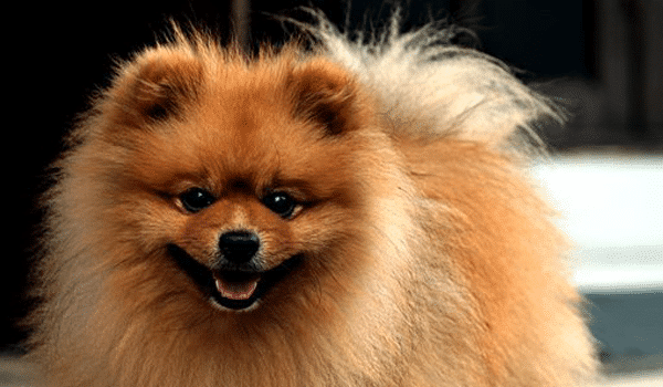 CHÓ POMERANIAN – NGUỒN GỐC, ĐẶC ĐIỂM, GIÁ VÀ NƠI BÁN