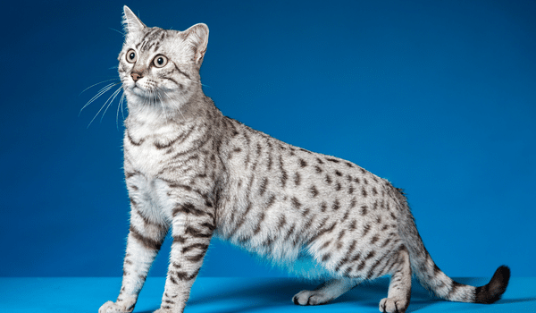 10 giống mèo sống lâu nhất