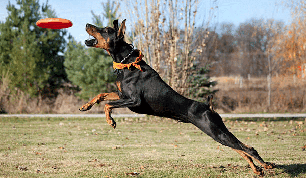 CHÓ DOBERMAN – NGUỒN GỐC, ĐẶC ĐIỂM, GIÁ VÀ NƠI BÁN