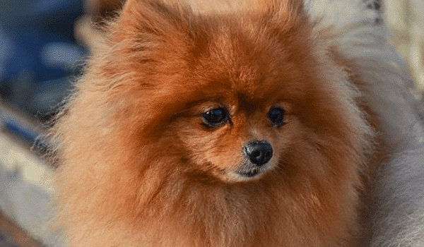 CHÓ POMERANIAN – NGUỒN GỐC, ĐẶC ĐIỂM, GIÁ VÀ NƠI BÁN