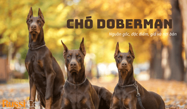 CHÓ DOBERMAN – NGUỒN GỐC, ĐẶC ĐIỂM, GIÁ VÀ NƠI BÁN