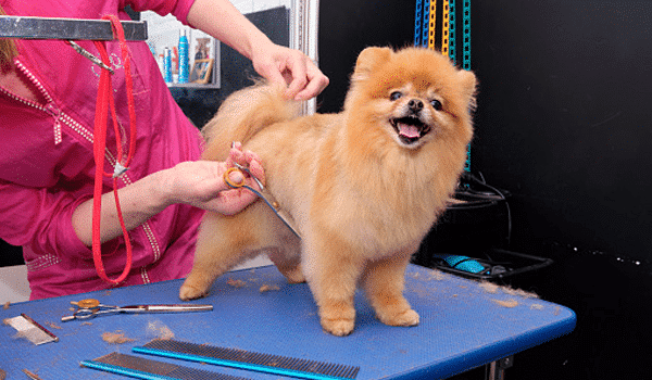 CHÓ POMERANIAN – NGUỒN GỐC, ĐẶC ĐIỂM, GIÁ VÀ NƠI BÁN