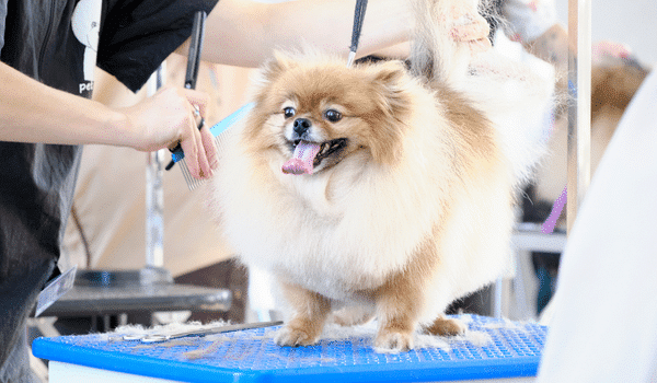 Cách tỉa lông cho chó - Grooming