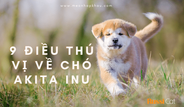Chó Akita Inu: Với khả năng bảo vệ chủ nhân tuyệt vời và khả năng huấn luyện cao, Chó Akita Inu sẽ khiến bạn say mê từ cái nhìn đầu tiên. Hãy cùng khám phá hình ảnh của chúng và tìm hiểu thêm về giống chó thông minh và trung thành này.