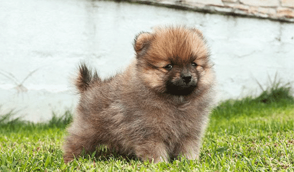 CHÓ POMERANIAN – NGUỒN GỐC, ĐẶC ĐIỂM, GIÁ VÀ NƠI BÁN