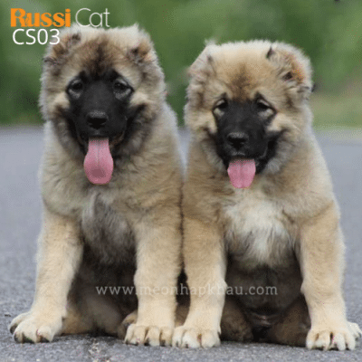 Chó Ngao Nga, caucasian nhập Nga