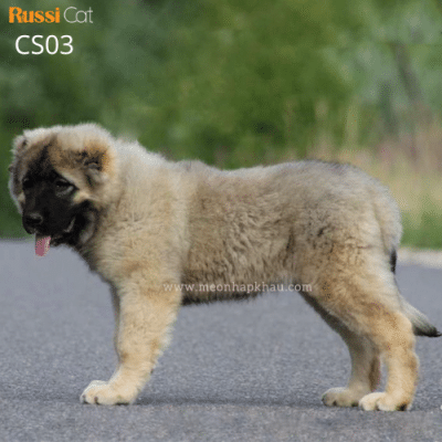 Chó Ngao Nga, caucasian nhập Nga