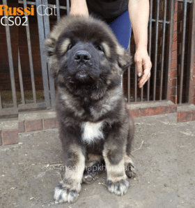 Chó Ngao Nga, đực 3 tháng