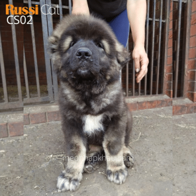 Chó Ngao Nga, đực 3 tháng